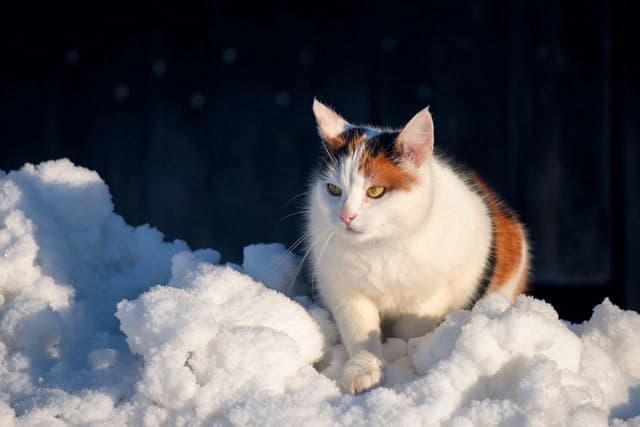 A white, orange, and black cat standing in sunlit snow